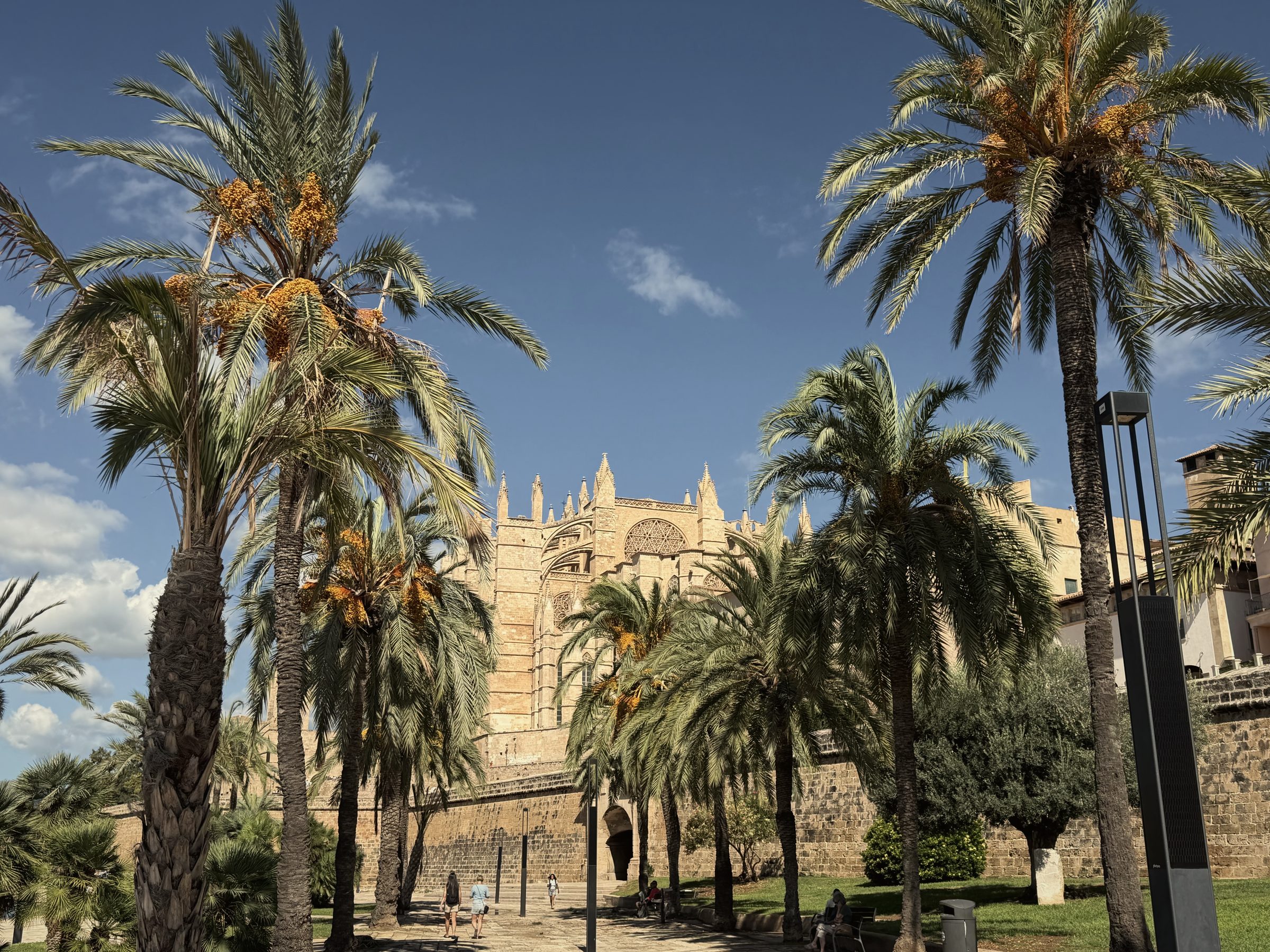 Palma Cathedral (La Seu) and the palms of Parc de la Mar